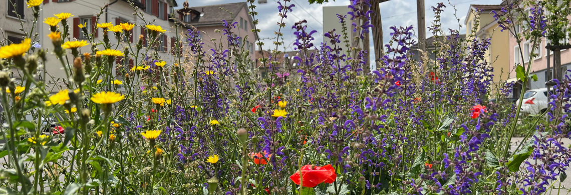 Bl&uuml;hende Blumenwiese im Siedlungsraum